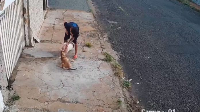 Homem tenta conter cão Pitbull claro que ataca uma cadela vira-lata caramelo na calçada da Rua Rafael Rinaldi, no bairro Osvaldo Rezende