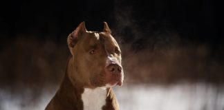 Jovem salva criança de 5 anos atacada por pitbull