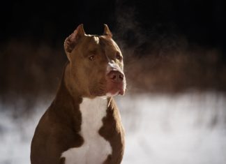 Jovem salva criança de 5 anos atacada por pitbull