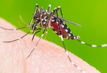 Casos prováveis de dengue aumentam e chegam a quase 700 em Uberlândia
