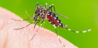 Casos prováveis de dengue aumentam e chegam a quase 700 em Uberlândia