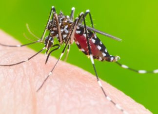 Casos prováveis de dengue aumentam e chegam a quase 700 em Uberlândia