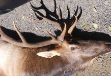 Alce mata caçador que o feriu com flecha no dia anterior Alce mata caçador que o feriu com flecha no dia anterior