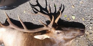 Alce mata caçador que o feriu com flecha no dia anterior Alce mata caçador que o feriu com flecha no dia anterior