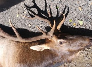 Alce mata caçador que o feriu com flecha no dia anterior Alce mata caçador que o feriu com flecha no dia anterior