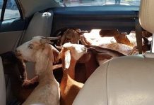 Homens são presos por transportarem 11 cabras dentro de carro Homens são presos por transportarem 11 cabras dentro de carro
