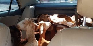 Homens são presos por transportarem 11 cabras dentro de carro Homens são presos por transportarem 11 cabras dentro de carro