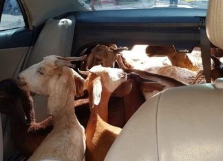 Homens são presos por transportarem 11 cabras dentro de carro Homens são presos por transportarem 11 cabras dentro de carro
