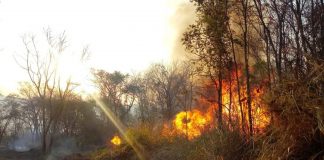 Incêndio no Parque Estadual do Pau Furado atinge área de preservação, em Uberlândia Incêndio no Parque Estadual do Pau Furado atinge área de preservação, em Uberlândia