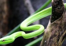Jovem é ‘perseguido’ por serpente e leva oito picadas em um mês Jovem é ‘perseguido’ por serpente e leva oito picadas em um mês