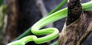 Jovem é ‘perseguido’ por serpente e leva oito picadas em um mês Jovem é ‘perseguido’ por serpente e leva oito picadas em um mês