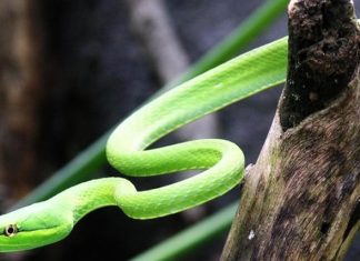 Jovem é ‘perseguido’ por serpente e leva oito picadas em um mês Jovem é ‘perseguido’ por serpente e leva oito picadas em um mês