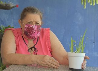 Mulher diz que gata morreu após comer folha de ‘sementes misteriosas’ que vieram da China Mulher diz que gata morreu após comer folha de 'sementes misteriosas' que vieram da China