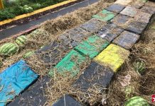 PRF encontra carga de maconha avaliada em R$ 4 millhões em caminhão de melancia PRF encontra carga de maconha avaliada em R$ 4 millhões em caminhão de melancia