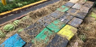 PRF encontra carga de maconha avaliada em R$ 4 millhões em caminhão de melancia PRF encontra carga de maconha avaliada em R$ 4 millhões em caminhão de melancia
