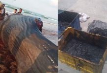 Pescadores encontram tesouro de R$7 milhões dentro de carcaça de animal no Iêmen Pescadores encontram tesouro de R$7 milhões dentro de carcaça de animal no Iêmen