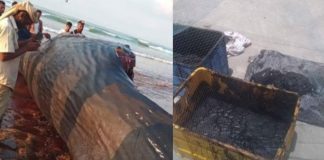 Pescadores encontram tesouro de R$7 milhões dentro de carcaça de animal no Iêmen Pescadores encontram tesouro de R$7 milhões dentro de carcaça de animal no Iêmen