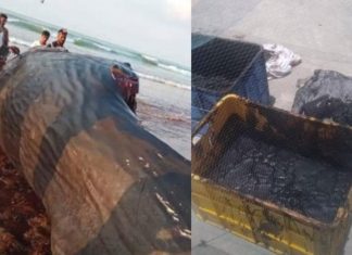 Pescadores encontram tesouro de R$7 milhões dentro de carcaça de animal no Iêmen Pescadores encontram tesouro de R$7 milhões dentro de carcaça de animal no Iêmen