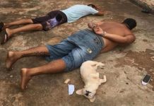 Cachorrinha também se “rendeu” ela deitou no chão quando seu dono foi rendido: “se entrega” à polícia Cachorrinha também se rendeu
