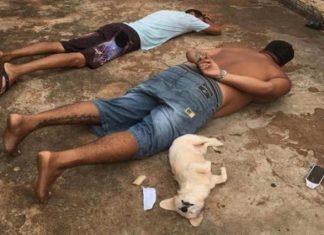 Cachorrinha também se “rendeu” ela deitou no chão quando seu dono foi rendido: “se entrega” à polícia Cachorrinha também se rendeu