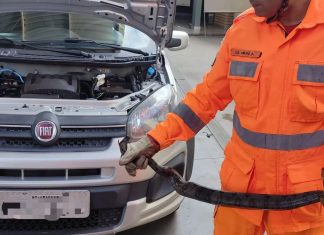 Bombeiros resgatam jiboia encontrada no motor de carro em Araguari Bombeiros resgatam jiboia encontrada no motor de carro em Araguari