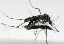 Drones identificam 280 focos do Aedes aegypti em Araxá Drones identificam 280 focos do Aedes aegypti em Araxá