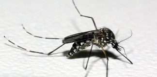 Drones identificam 280 focos do Aedes aegypti em Araxá Drones identificam 280 focos do Aedes aegypti em Araxá
