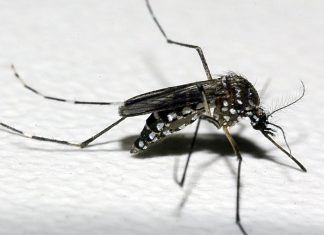 Drones identificam 280 focos do Aedes aegypti em Araxá Drones identificam 280 focos do Aedes aegypti em Araxá
