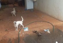 Falso protetor de animais preso por maus-tratos em Ituiutaba; cachorro encontrado morto Falso protetor de animais preso por maus-tratos em Ituiutaba; cachorro encontrado morto