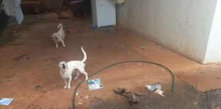 Falso protetor de animais preso por maus-tratos em Ituiutaba; cachorro encontrado morto Falso protetor de animais preso por maus-tratos em Ituiutaba; cachorro encontrado morto