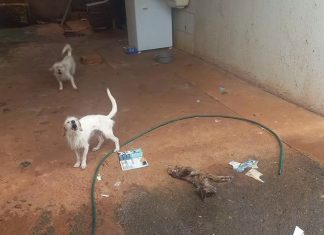 Falso protetor de animais preso por maus-tratos em Ituiutaba; cachorro encontrado morto Falso protetor de animais preso por maus-tratos em Ituiutaba; cachorro encontrado morto