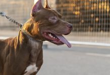 MG: Nova Lei Obriga Uso de Focinheiras para Cães Grandes ou Agressivos Nova Lei Obriga Uso de Focinheiras para Cães Grandes ou Agressivos