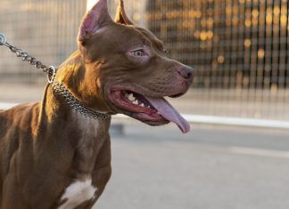 MG: Nova Lei Obriga Uso de Focinheiras para Cães Grandes ou Agressivos Nova Lei Obriga Uso de Focinheiras para Cães Grandes ou Agressivos