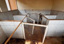 Polícia descobre 10 cães mortos em canil clandestino em Ituiutaba Polícia descobre 10 cães mortos em canil clandestino em Ituiutaba