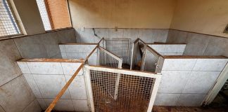 Polícia descobre 10 cães mortos em canil clandestino em Ituiutaba Polícia descobre 10 cães mortos em canil clandestino em Ituiutaba