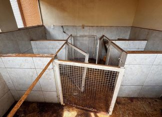 Polícia descobre 10 cães mortos em canil clandestino em Ituiutaba Polícia descobre 10 cães mortos em canil clandestino em Ituiutaba