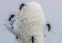 Uberlândia e Iturama registram primeiras mortes por dengue em MG em 2025 Uberlândia e Iturama registram primeiras mortes por dengue em MG em 2025