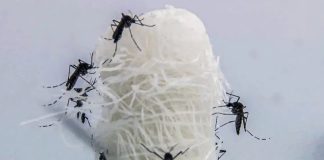 Uberlândia e Iturama registram primeiras mortes por dengue em MG em 2025 Uberlândia e Iturama registram primeiras mortes por dengue em MG em 2025