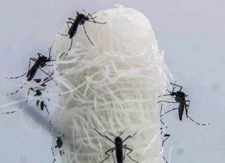 Uberlândia e Iturama registram primeiras mortes por dengue em MG em 2025 Uberlândia e Iturama registram primeiras mortes por dengue em MG em 2025