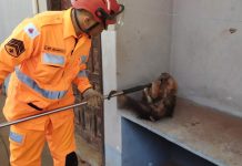 Bombeiros Resgatam Tamanduá-Mirim em Prédio Abandonado em Ituiutaba Bombeiros Resgatam Tamanduá-Mirim em Prédio Abandonado em Ituiutaba