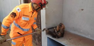 Bombeiros Resgatam Tamanduá-Mirim em Prédio Abandonado em Ituiutaba Bombeiros Resgatam Tamanduá-Mirim em Prédio Abandonado em Ituiutaba