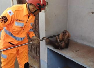 Bombeiros Resgatam Tamanduá-Mirim em Prédio Abandonado em Ituiutaba Bombeiros Resgatam Tamanduá-Mirim em Prédio Abandonado em Ituiutaba