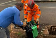 Bombeiros resgatam filhotes de gato que estavam presos em bueiro em Ituiutaba Bombeiros resgatam filhotes de gato que estavam presos em bueiro em Ituiutaba