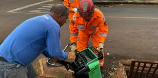 Bombeiros resgatam filhotes de gato que estavam presos em bueiro em Ituiutaba Bombeiros resgatam filhotes de gato que estavam presos em bueiro em Ituiutaba