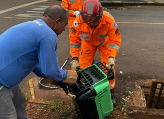 Bombeiros resgatam filhotes de gato que estavam presos em bueiro em Ituiutaba Bombeiros resgatam filhotes de gato que estavam presos em bueiro em Ituiutaba