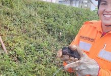 Cadela e 13 filhotes são resgatados de buraco de captação de água em Ituiutaba Cadela e 13 filhotes são resgatados de buraco de captação de água em Ituiutaba