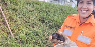 Cadela e 13 filhotes são resgatados de buraco de captação de água em Ituiutaba Cadela e 13 filhotes são resgatados de buraco de captação de água em Ituiutaba