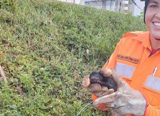 Cadela e 13 filhotes são resgatados de buraco de captação de água em Ituiutaba Cadela e 13 filhotes são resgatados de buraco de captação de água em Ituiutaba