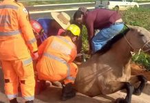Égua cai em bueiro de 1,5 metro e fica presa pelas patas traseiras em Araxá Égua cai em bueiro de 1,5 metro e fica presa pelas patas traseiras em Araxá