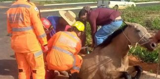 Égua cai em bueiro de 1,5 metro e fica presa pelas patas traseiras em Araxá Égua cai em bueiro de 1,5 metro e fica presa pelas patas traseiras em Araxá